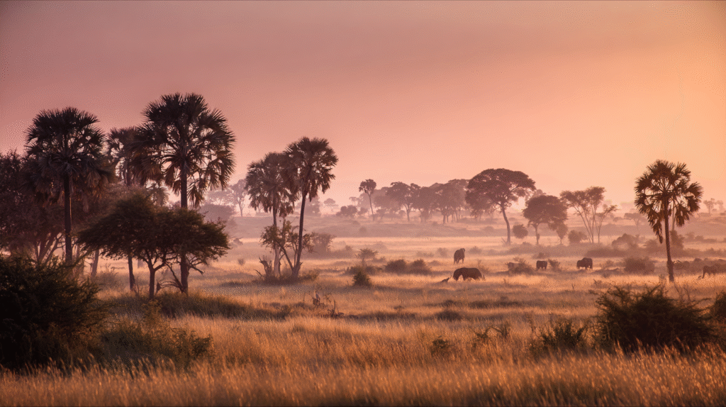 Safari na África: Dicas para Ver os Animais Selvagens de Perto